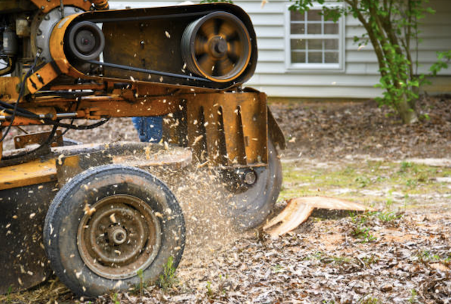 stump removal in Esbon